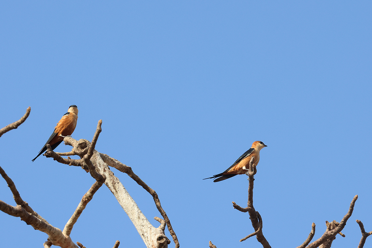 Mosque swallow
